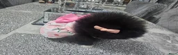 Pomeranian dogs for sale:  X **   **  size  Pomeranian puppy - Advert 3