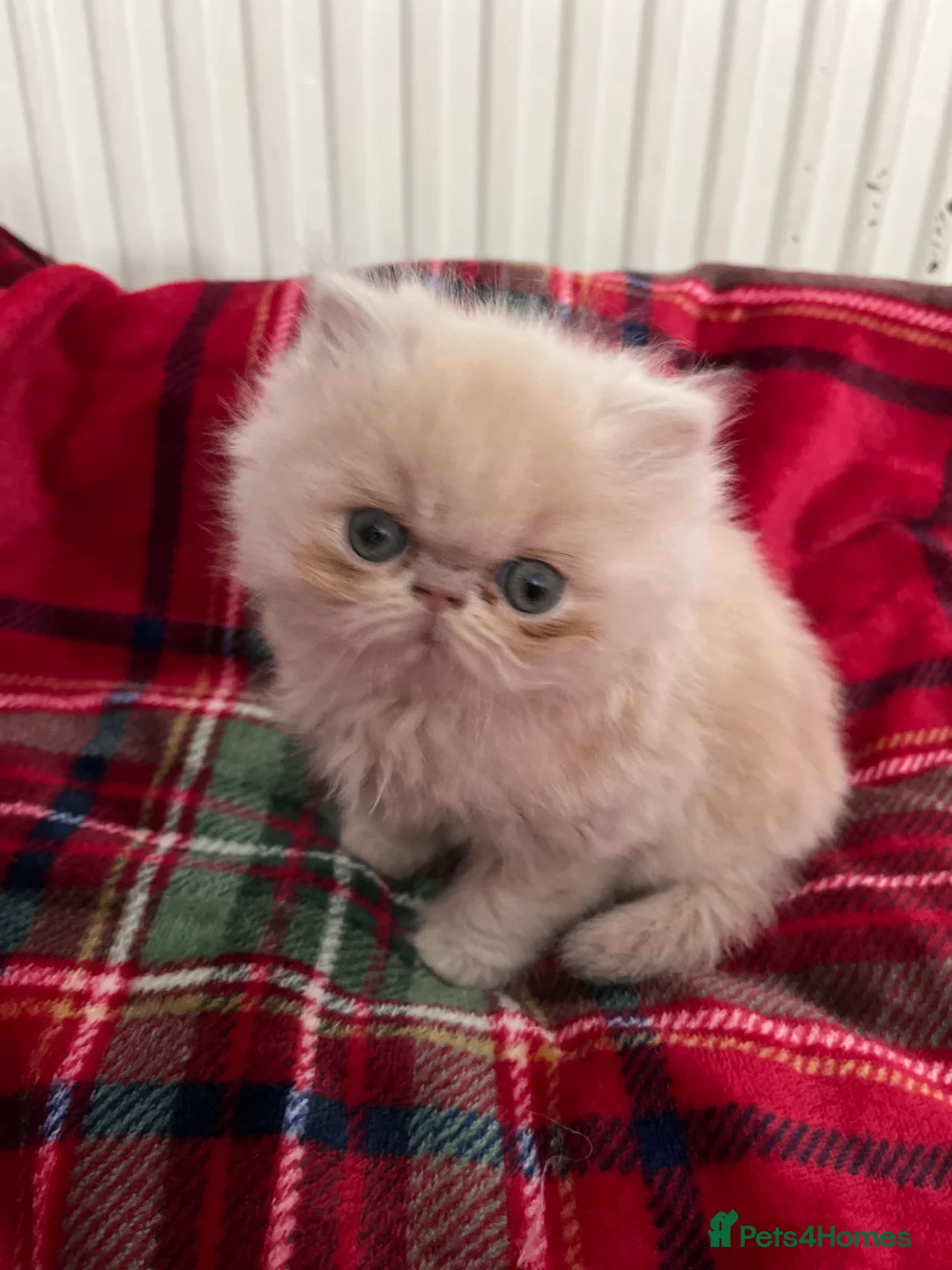 Persian cats for sale: Pedigree Persian Kittens for Sale - Advert 11