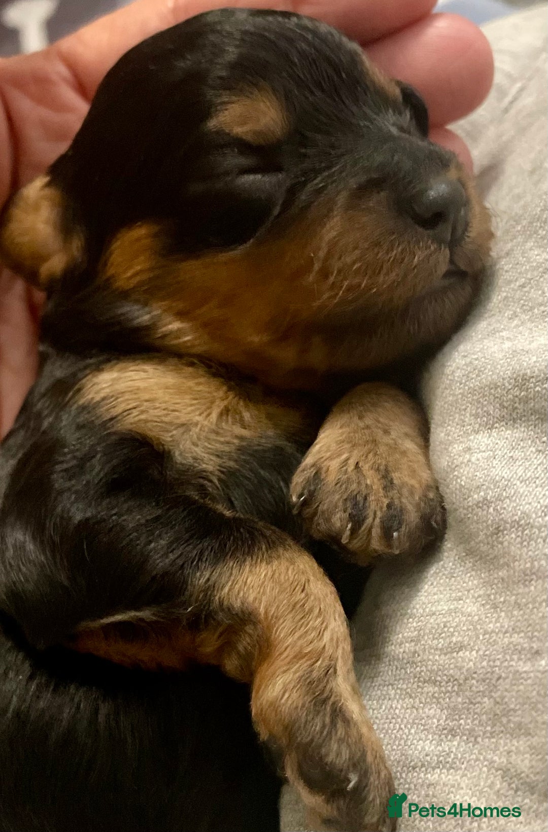 Cavapoo dogs for sale: Cavapoo - Image 36