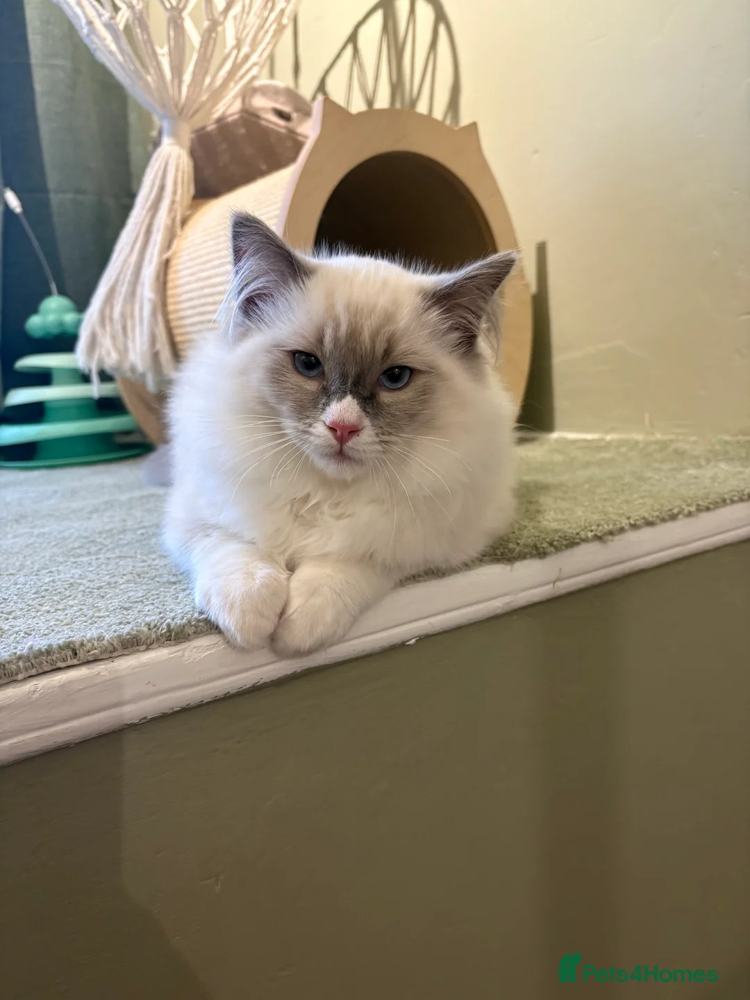 Ragdoll cats for sale: 2 boys ready now - Advert 7