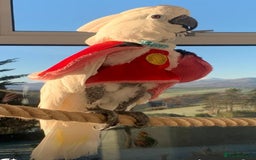 Cockatoo birds for sale: Princess Pearl  - Image 4