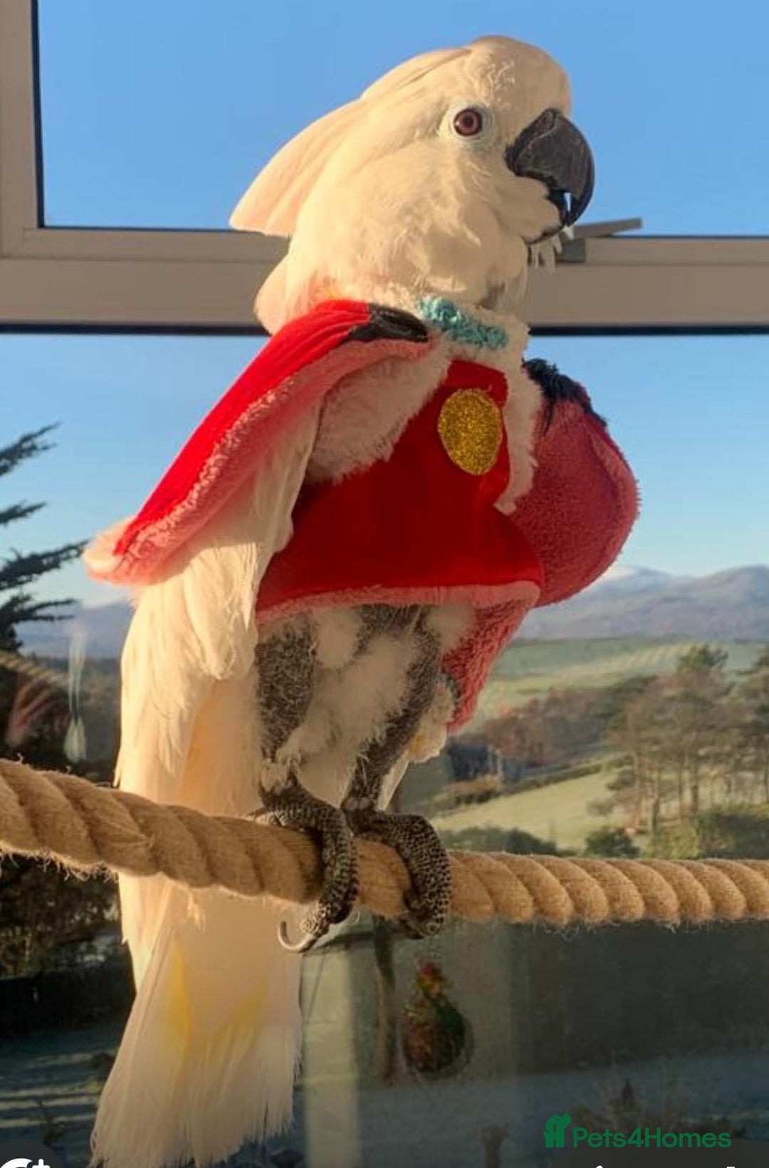 Cockatoo birds for sale: Princess Pearl  - Image 4
