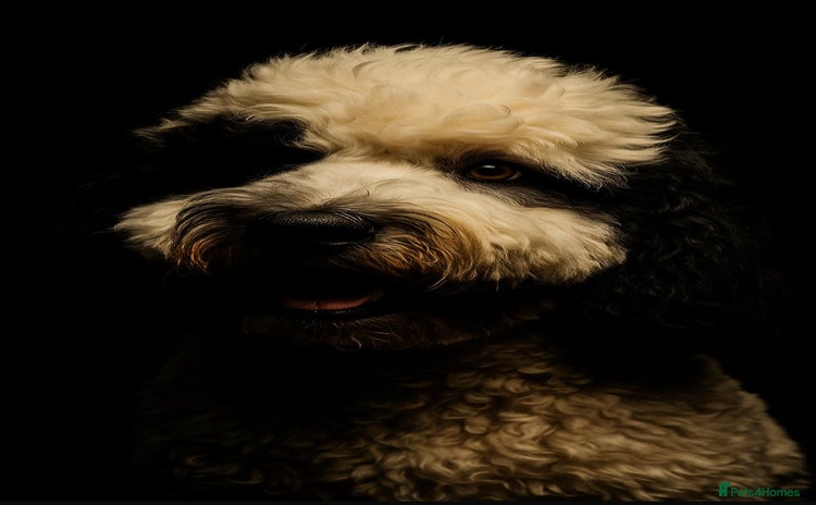 Cockapoo dogs - Advert 6