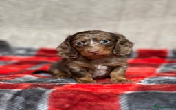Miniature Dachshund dogs for sale: STUNNING CHOCOLATE DAPPLE LONG HAIRED BOY - Image 5