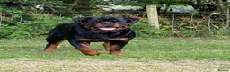 Rottweiler dogs for sale: Stunning KC Registered Rottweiler puppies  in Chichester - Advert 3