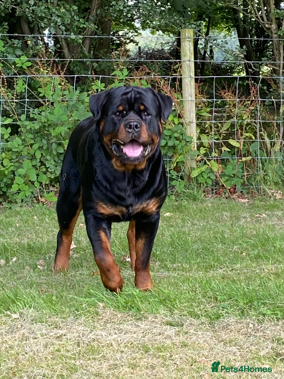 Rottweiler dogs for sale: Stunning KC Registered Rottweiler puppies  in Chichester - Advert 3