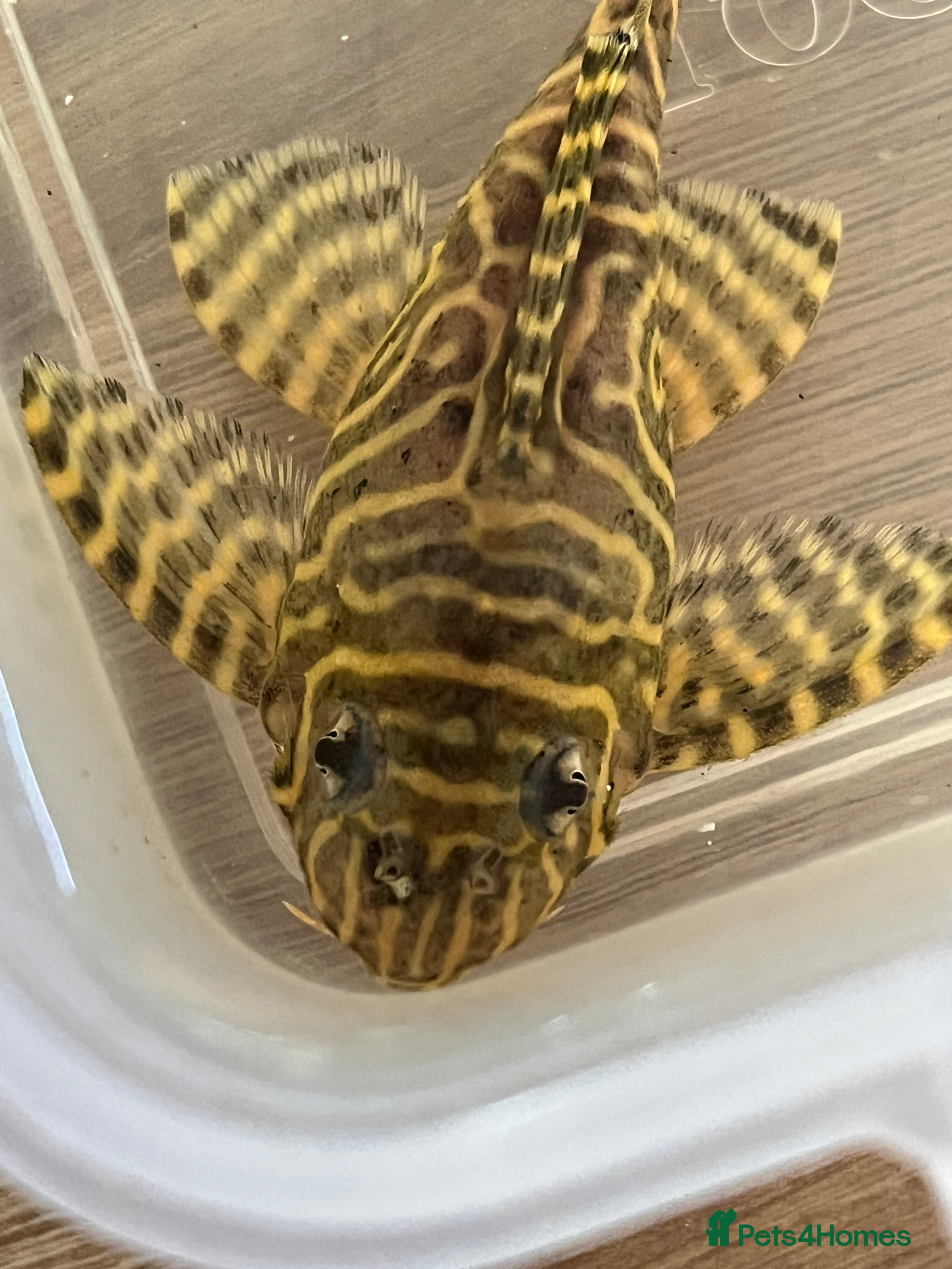 Plecos fish L333 Goldlines 1” Pleco - Advert 11
