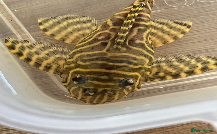 Plecos fish - Advert 13