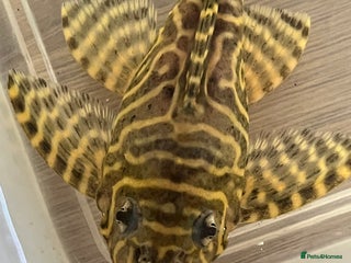 Plecos fish - Advert 32