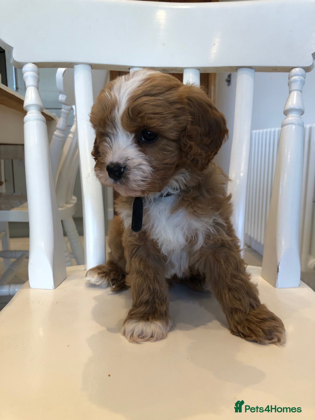 Cavapoo dogs for sale: Adorable Cavapoo Puppies  - Advert 4