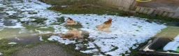Hens poultry for sale: Three Pekin Bantam Hens. in Chesterfield - Advert 1