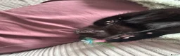 Mixed Breed cats for sale: Kittens for sale  - Advert 2