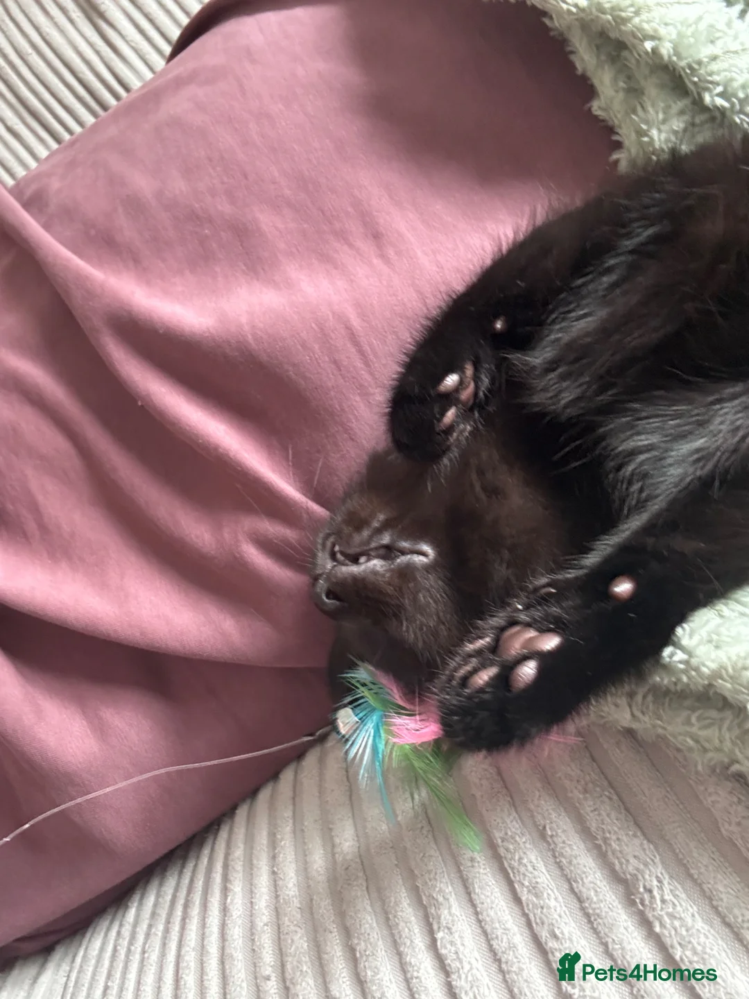 Mixed Breed cats for sale: Kittens for sale  - Advert 2