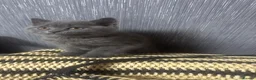British Shorthair cats for sale:     British Shorthair Kittens – 3 Beautiful Girls - Advert 18
