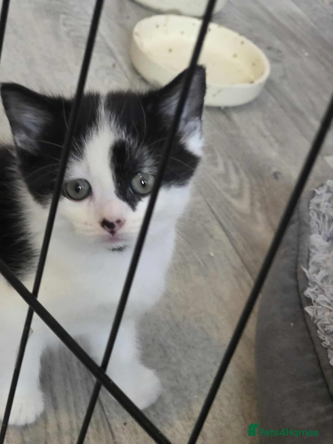 Mixed Breed cats for sale: Beautiful kittens for furever homes - Image 4