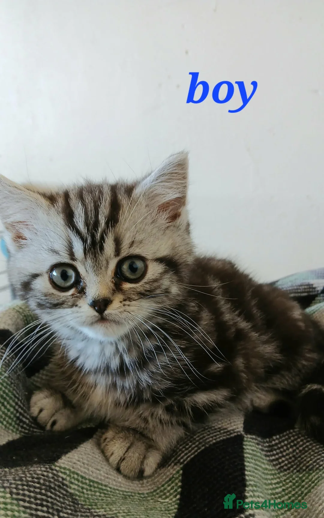 British Shorthair cats for sale: Bsh .Silver Classic Tabby. GCCF. - Advert 2