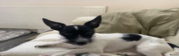 Jack Russell dogs for sale: REHOME! She is Free!  - Advert 4