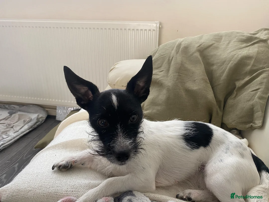 Jack Russell dogs for sale: REHOME! She is Free!  - Advert 4