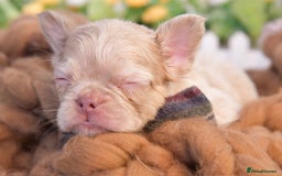 French Bulldog dogs for sale: Kc registered new shade french bulldogs - Image 19