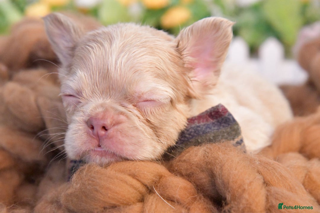 French Bulldog dogs for sale: Kc registered new shade french bulldogs - Image 19