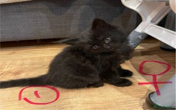 Ragdoll cats for sale: Half Ragdoll KITTENS - Image 13