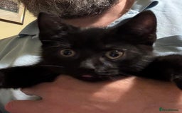 British Shorthair cats for sale: One black kitten left  - Image 3