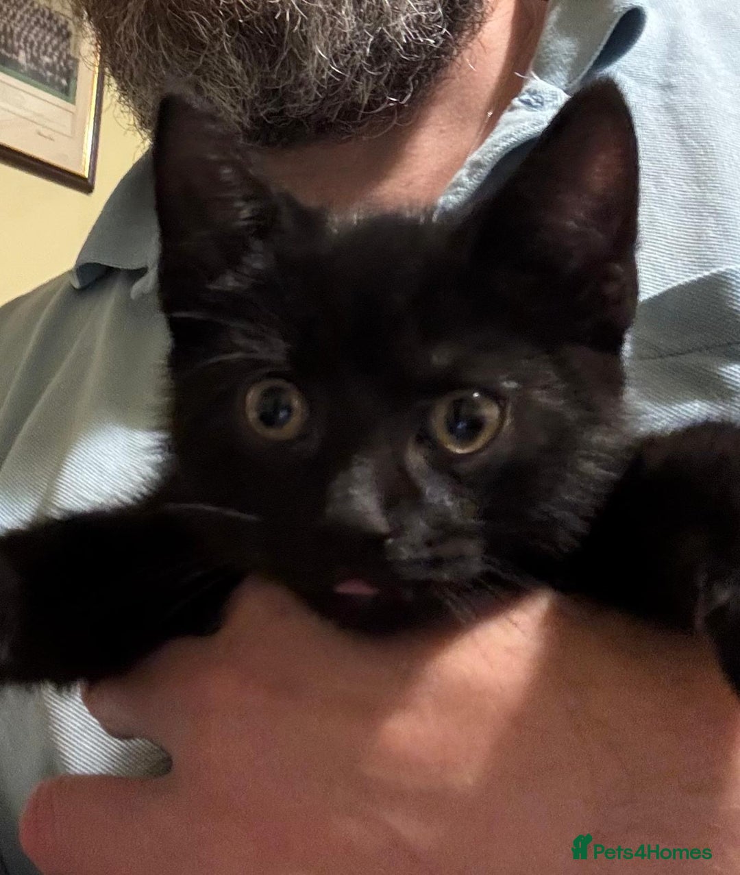 British Shorthair cats for sale: One black kitten left  - Image 3