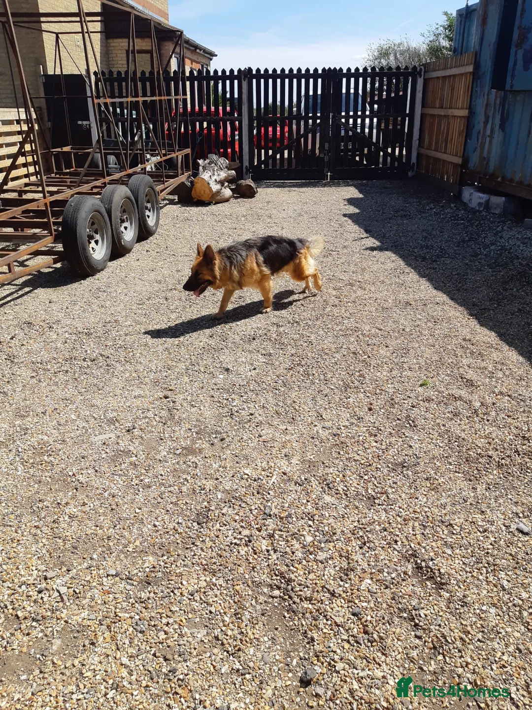 German Shepherd dogs for sale: big fluffy german shepherds - Advert 1