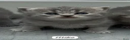 British Shorthair cats for sale: 4 Blue Striped Spotted British shorthair kittens - Advert 24
