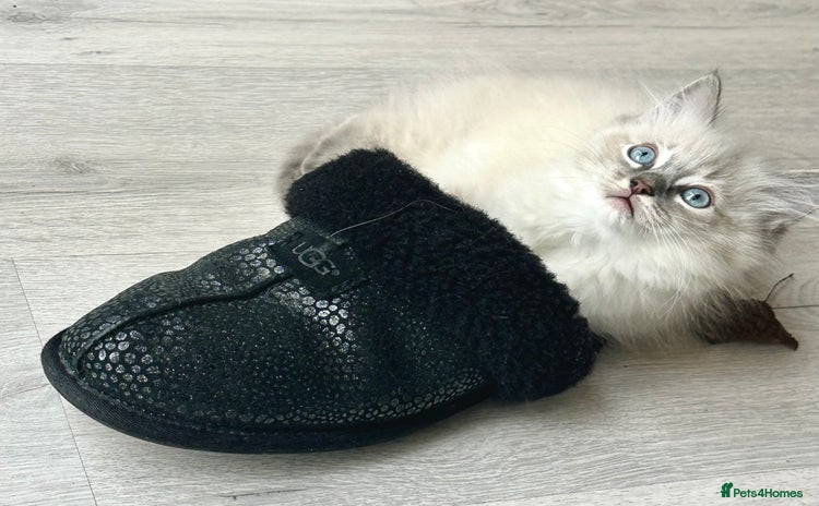 Ragdoll cats - Advert 12