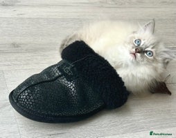 Ragdoll cats - Advert 13