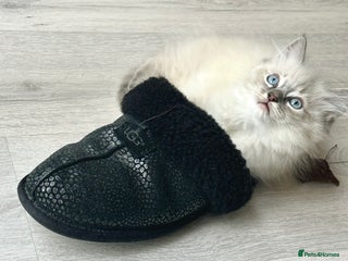 Ragdoll cats - Advert 1