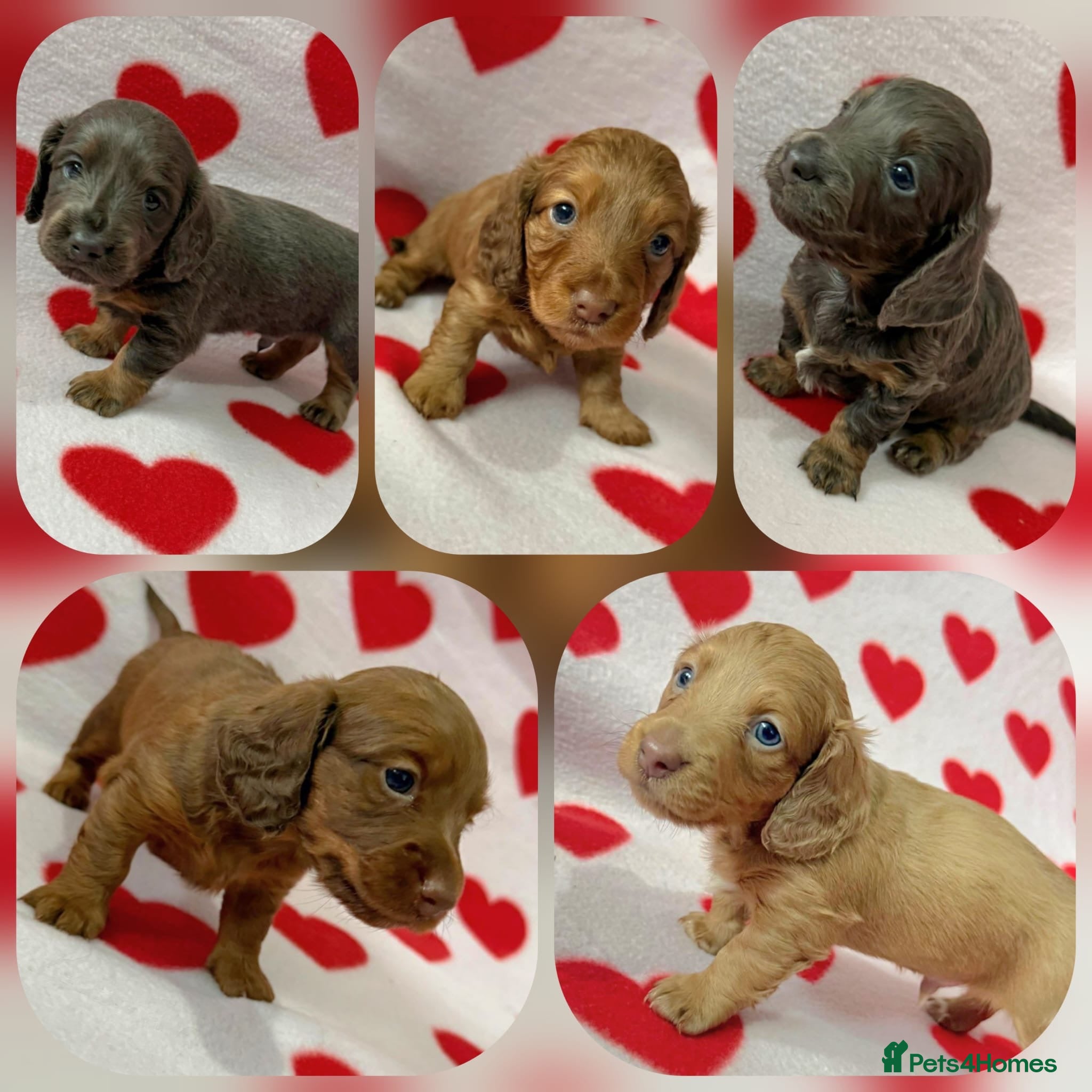 Miniature Dachshund dogs KC Registered Long Haired Miniature Dachsunds  - Advert 10