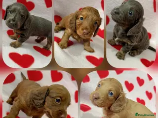 Miniature Dachshund dogs KC Registered Long Haired Miniature Dachsunds - Advert 1