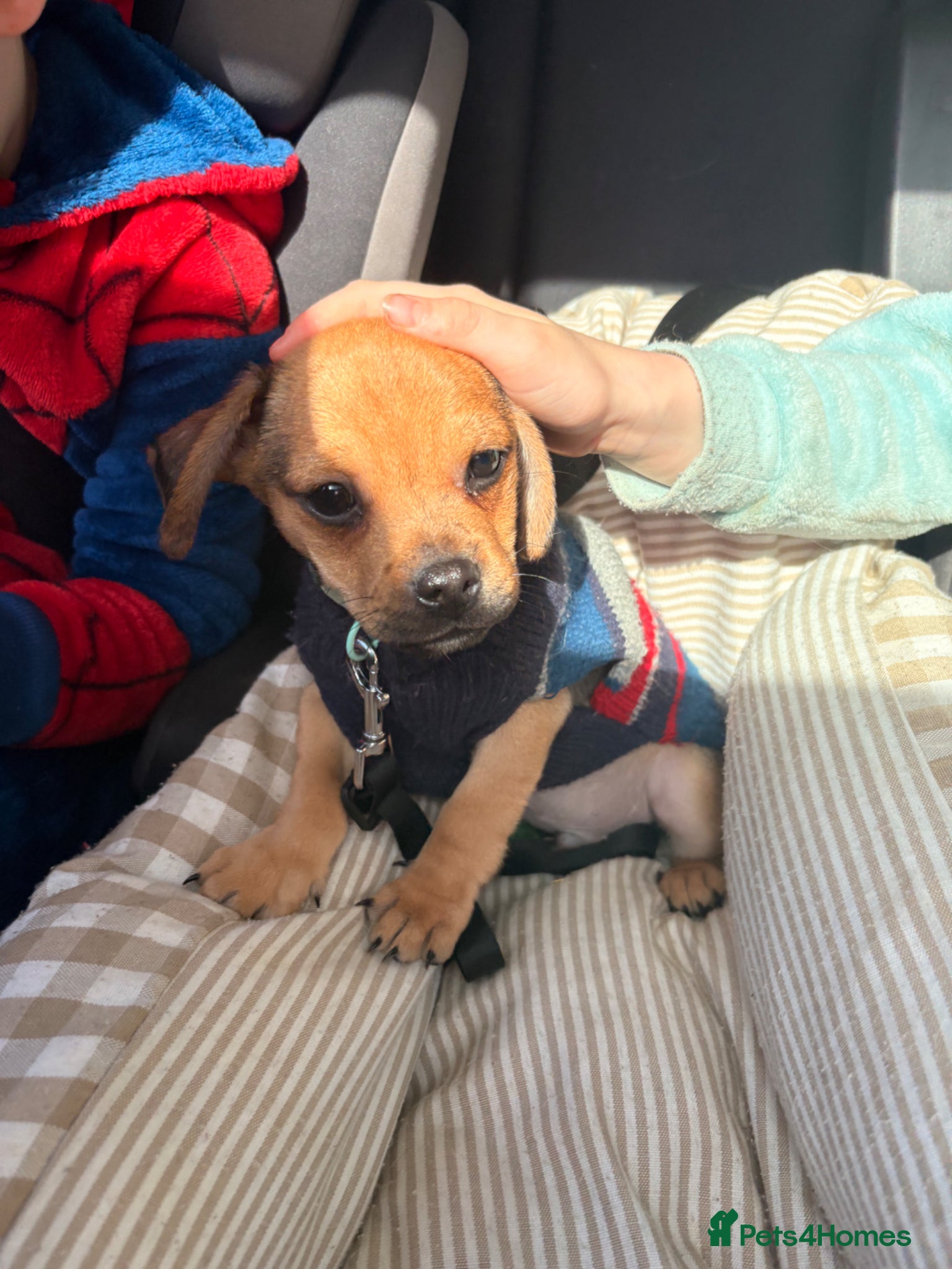 Mixed Breed dogs Miniature dachsund x pug  - Advert 1