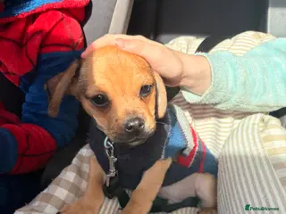 Mixed Breed dogs Miniature dachsund x pug - Advert 1