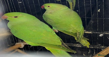 Ringnecks birds - Advert 6