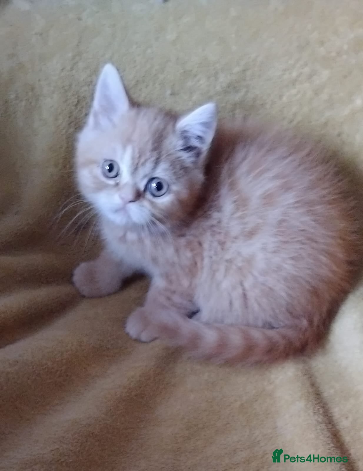 Exotic cats Beautiful kittens - Advert 1