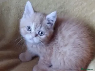 Exotic cats Beautiful kittens - Advert 9