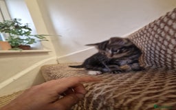 Mixed Breed cats for sale: Kittens ready to find homes - Image 12