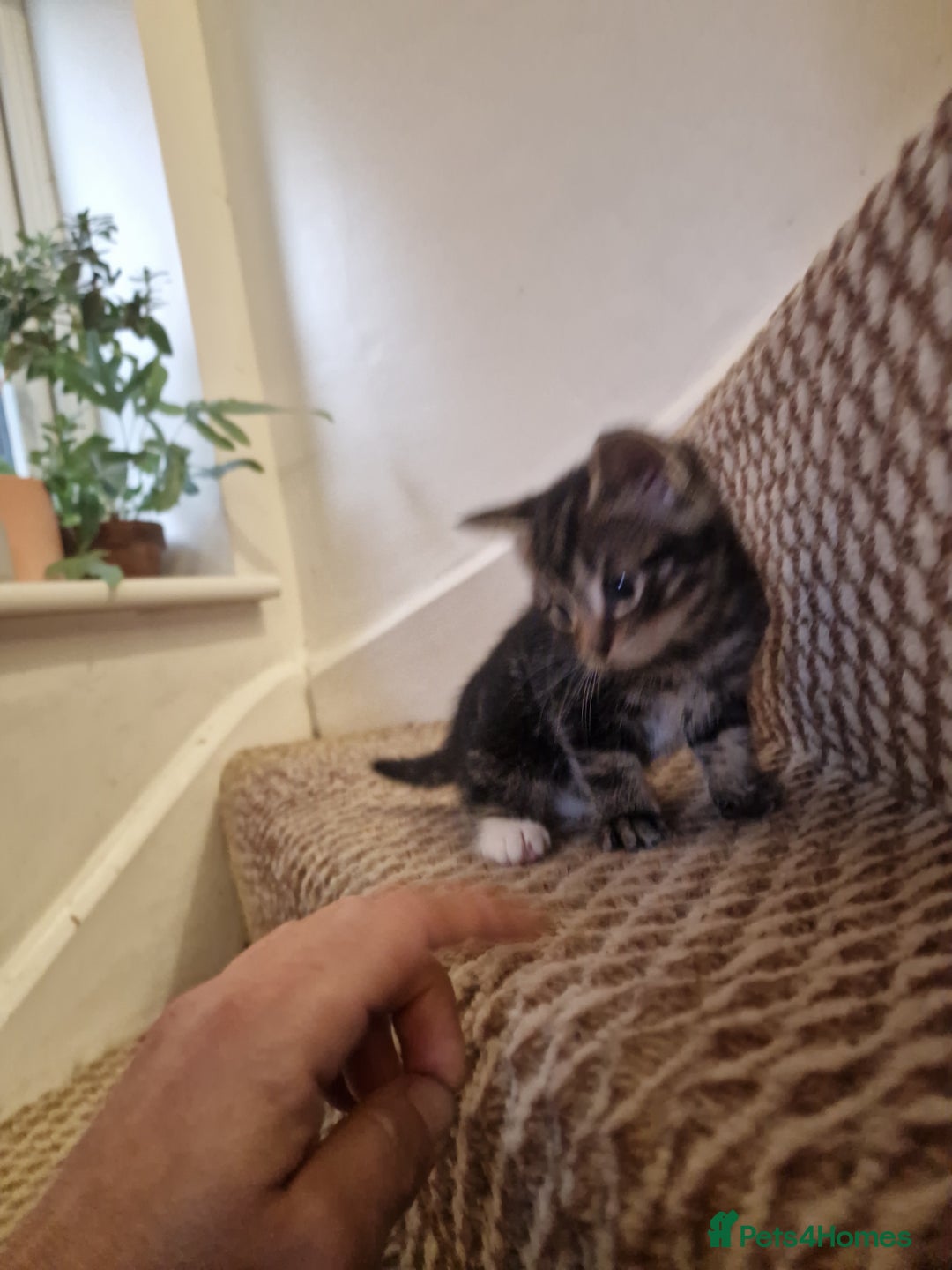 Mixed Breed cats for sale: Kittens ready to find homes - Image 12