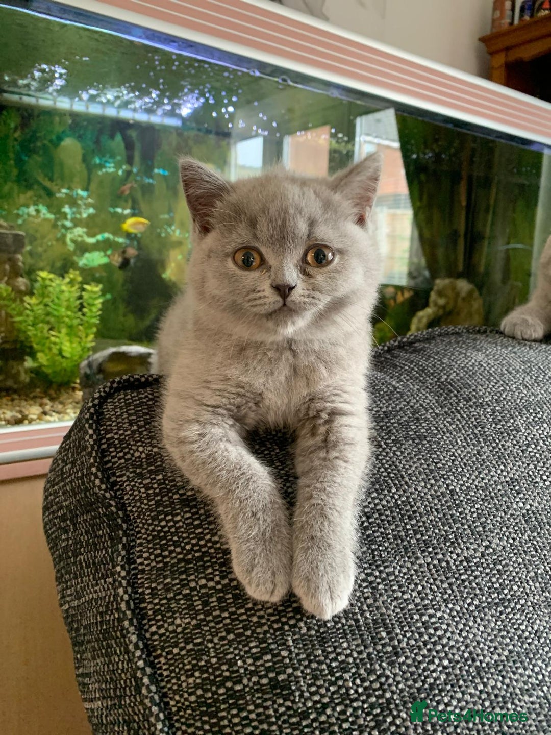 British Shorthair cats for sale: British shorthair kittens  - Image 7