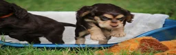 Cocker Spaniel dogs for sale: KC Reg Working Cocker Spaniels  - Advert 10