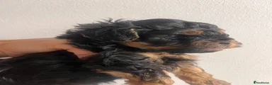Yorkiepoo 1