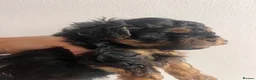 Yorkiepoo dogs for sale: Outstanding Yorkipoos F1 last 3 remaining - Advert 28
