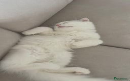 Scottish Fold cats for sale: Scottish Fold Long Hair White - Image 5