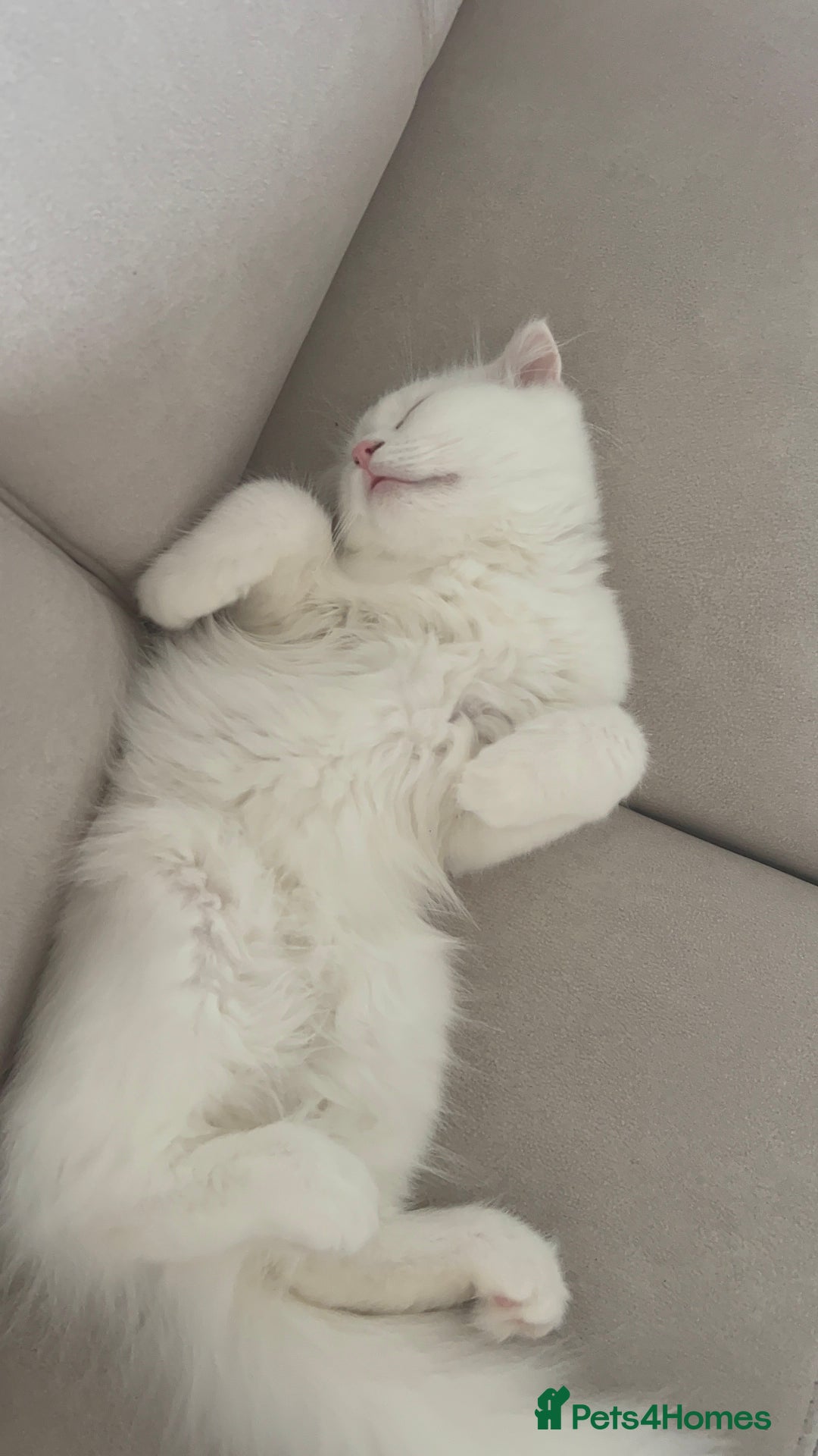 Scottish Fold cats for sale: Scottish Fold Long Hair White - Image 5