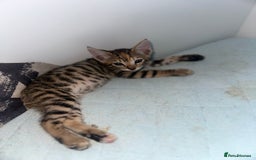 Manx cats for sale: Beautiful Banx Kittens  - Image 4