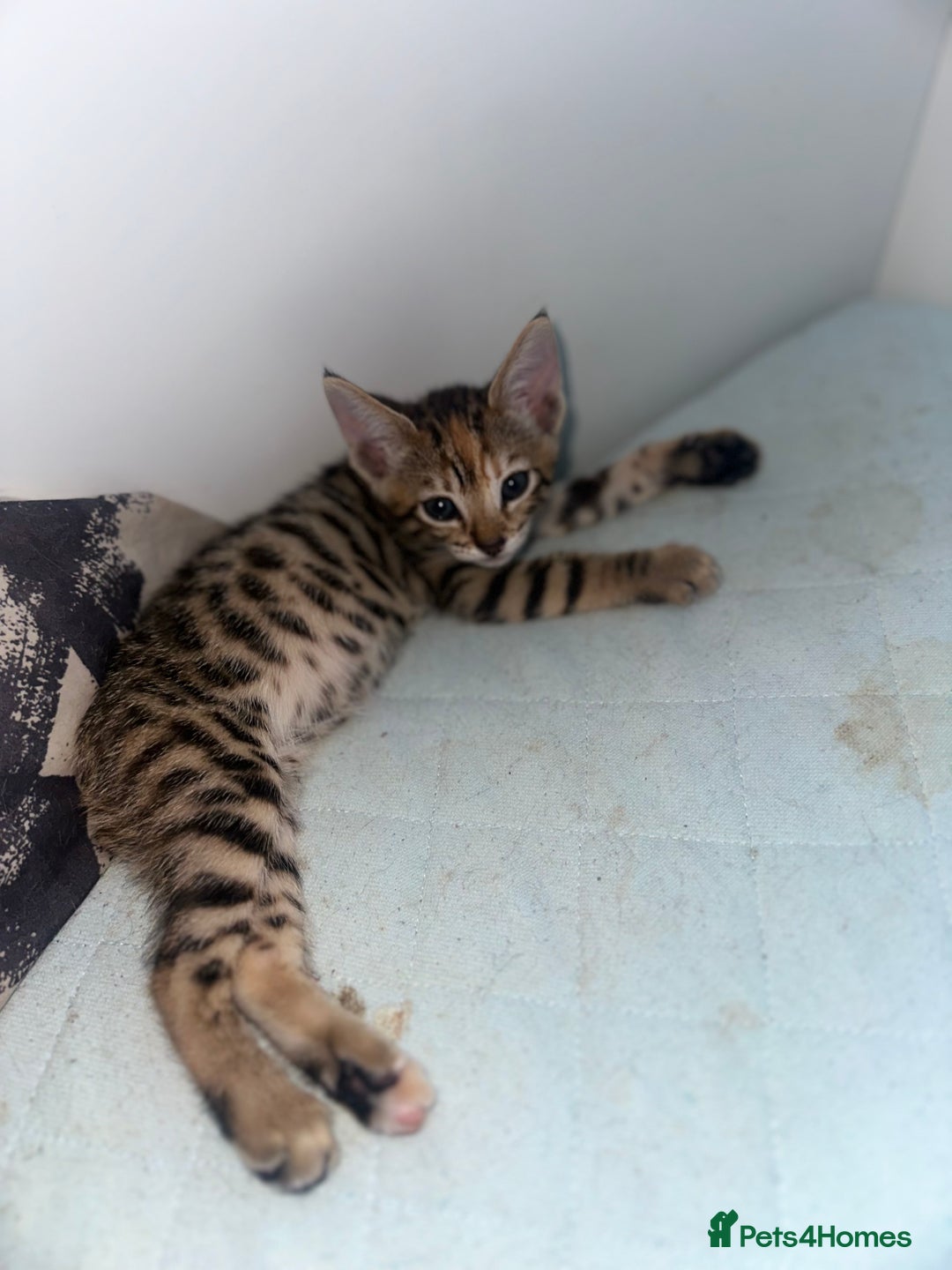 Manx cats for sale: Beautiful Banx Kittens  - Image 4
