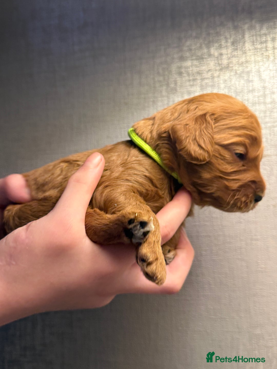 Cockapoo dogs for sale: Cockapoo F1 - Advert 29